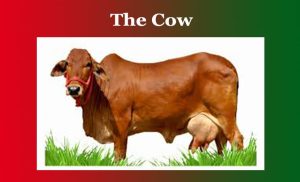 The Cow Essay